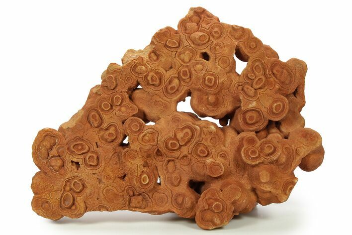 Flower-Like Sandstone Concretion - Pseudo Stromatolite #287069